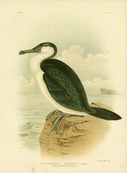Weißbrustkormoran, 1891
